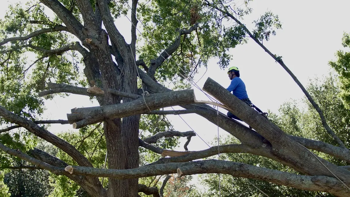 Professional Crown Thinning performed by certified arborists in Lawrence